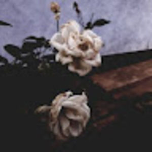 Meet your Posher, Isabella